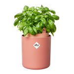 bouncy basil terra caramel